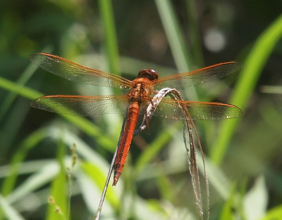 [A top back view of the dragonfly. Its head is dark brown. Its body is orange brown and the colored stripes in its winge are tan-brown.]